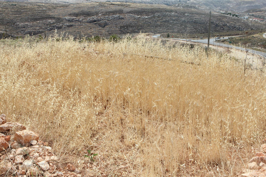 ‏‏עותק של IMG_0100 (Large)